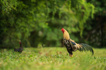 rooster cock in grass field