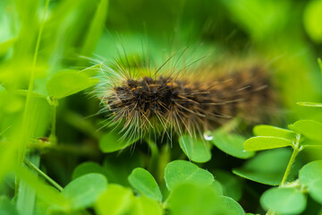 close up black hairy caterpillar on leaves