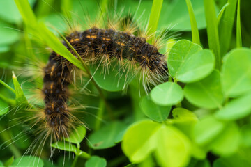 close up black hairy caterpillar on leaves