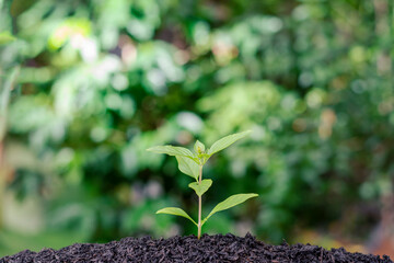 The seedling are growing from the rich soil to the morning sunlight that is shining, ecology concept.