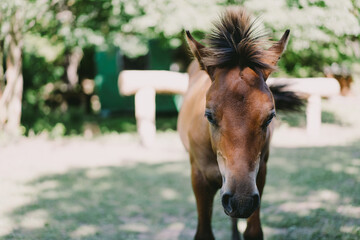Naklejka premium Beautiful horse running and standing in tall grass. Portrait of a horse