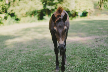 Beautiful horse running and standing in tall grass. Portrait of a horse