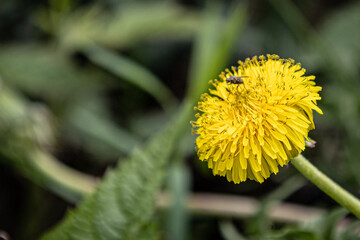 little bug on a yellow flower