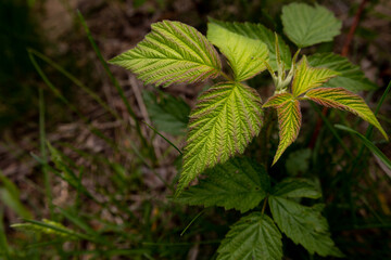 new leaves