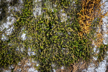 lichen on a tree