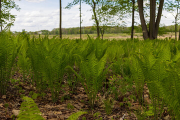 ferns in a forest