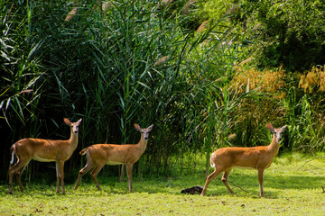 deer in the park