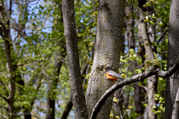 robin in a tree