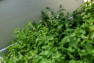 Backyard grows Mint or Mentha, a Genus of Plants in the Family Lamiaceae. Backyard Garden. High quality photo