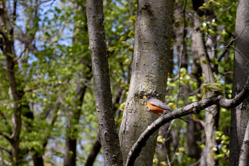 robin in a tree