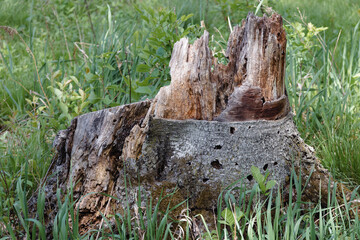 tree trunk in forest