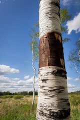 birch and sky