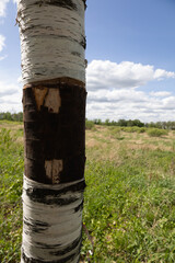 birch tree and sky
