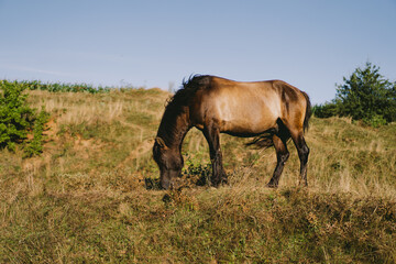 Obraz na płótnie Canvas Beautiful horse running and standing in tall grass. Portrait of a horse