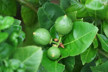 3 small green lemons on the lemon tree