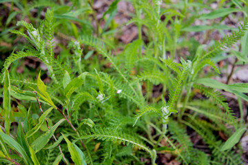 plants in the forest