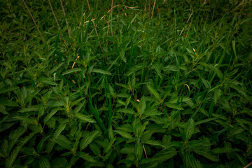 green grass background