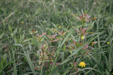 yellow flowers in the grass