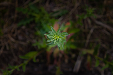 flower in the forest