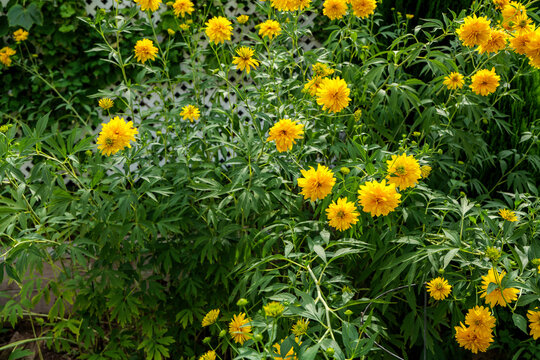 Coreopsis lanceolata 'Sterntaler' a summer flowering plant with yellow summertime flower from June until September and commonly known as tickseed, stock photo image. High quality photo