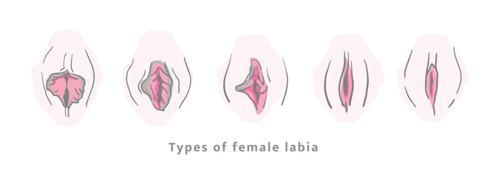 Type of female labia vector. Drawing illustrator a vagina. EPS10 - obrazy, fototapety, plakaty