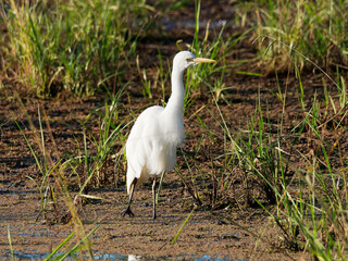 Intermediate Egret (Ardea intermedia) at Maitland NSW Australia foraging for food.