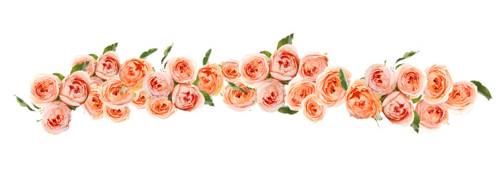 Many beautiful pink roses isolated on white