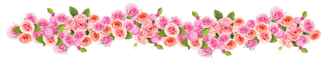 Many beautiful pink roses isolated on white