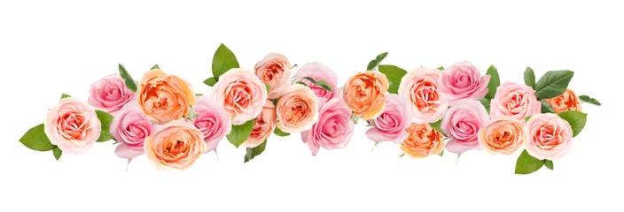 Papier Peint photo Des fleurs Many beautiful pink roses isolated on white