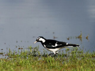 Magpie Lark (Grallina cyanoleuca ) feeding on a flooded grass plain or pasture at Maitland New South Wales Australia