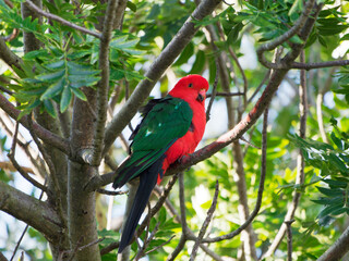 Male Australian King Parrot (Alisterus scapularis) perched in tree at Maitland NSW Australia