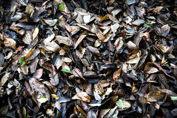 El otoño ya está aquí