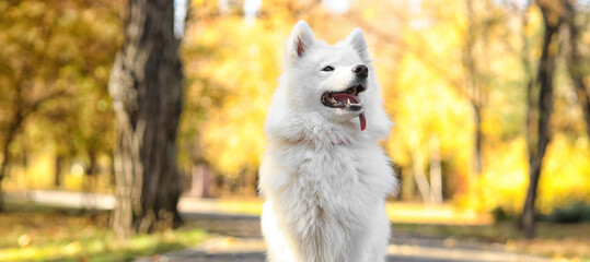 Cute Samoyed dog in autumn park