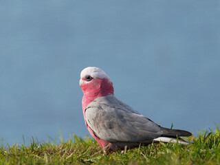 Galah or Pink Cockatoo (Eolophus roseicapillus) feeding on grass with flooded pastures in background.