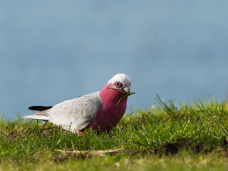 Galah or Pink Cockatoo (Eolophus roseicapillus) feeding on grass with flooded pastures in background.