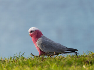  Galah also known as the Pink and Grey cockatoo or Rose-Breasted Cockatoo (Eolophus roseicapillus) foraging for food on green lawn