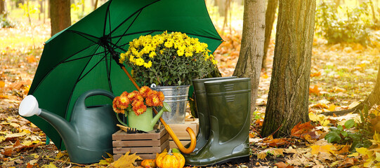 Beautiful chrysanthemum flowers, umbrella, watering cans, pumpkins and gumboots in autumn park