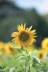 ひまわりとキリギリス