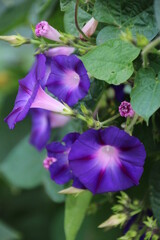 flowers in the garden