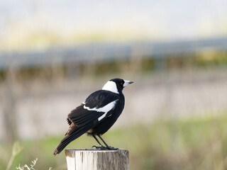 Australian Magpie ((Gymnorhina tibicen) perched on a fence pole at Maitland NSW Australia
