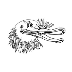 Angry Kiwi Bird Head Cartoon Black and White