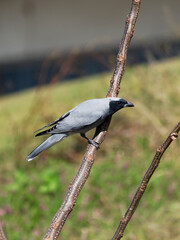 Black-faced Cuckooshrike perched in tree at Maitland NSW Australia