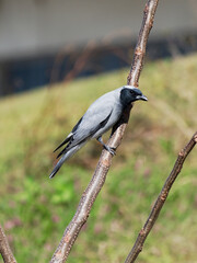 Black-faced Cuckooshrike perched in tree at Maitland NSW Australia