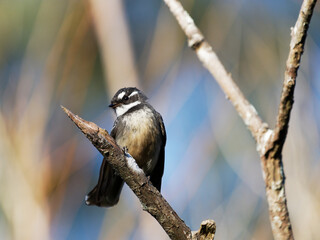 Naklejka premium Gray Fantail (Rhipidura albiscapa) perched perched in a tree at Morpeth NSW Australia