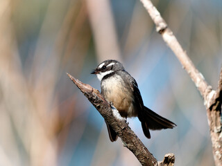 Gray Fantail (Rhipidura albiscapa) perched perched in a tree at  Morpeth NSW Australia