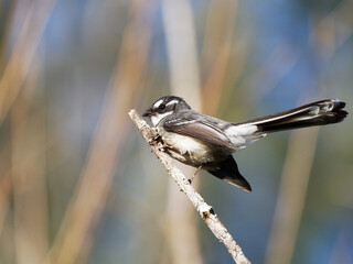 Gray Fantail (Rhipidura albiscapa) perched perched in a tree at  Morpeth NSW Australia