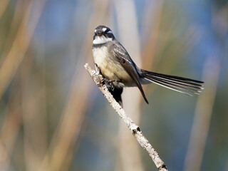 Gray Fantail (Rhipidura albiscapa) perched perched in a tree at  Morpeth NSW Australia