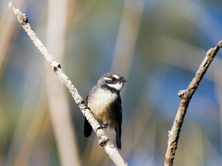 Gray Fantail (Rhipidura albiscapa) perched perched in a tree at  Morpeth NSW Australia