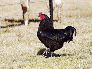 Black Bantam Rooster at Broke NSW Australia