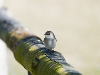Jacky Winter on a log fence at Broke NSW Australia